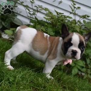 LadyBug, French Bulldog Mix Puppy